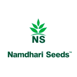 Onion Seed Image