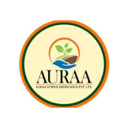 Turnip Kashish Seeds Image