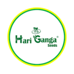 Advanced Hybrid Maize Seeds Image