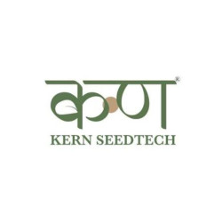 Fasgain (Kern 200) Multi Cut Berseem Seeds – High Purity Fodder Seed Image
