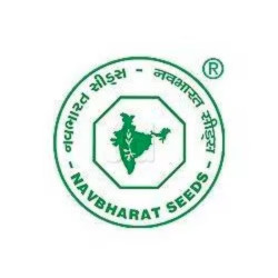 Navbharat NB-451 Hybrid Mustard Seeds 1 Kg High Quality Sarson Seeds Image