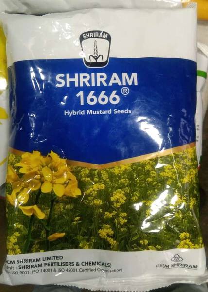 Mustard Seed - Shriram Seeds