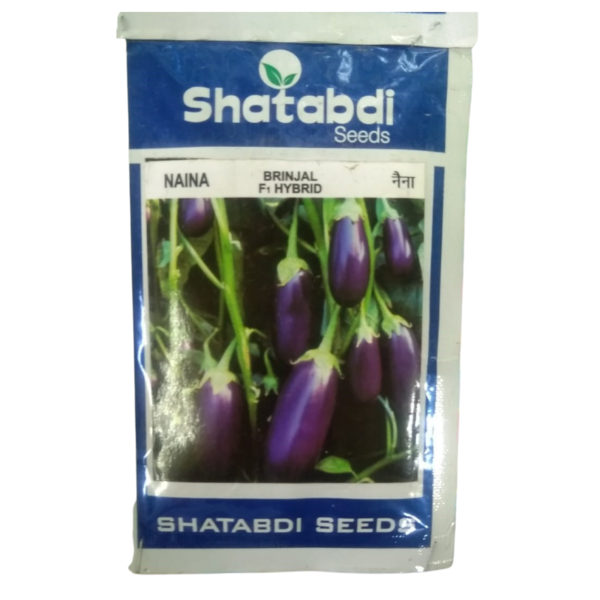 Brinjal Seed - Shatabdi Seeds