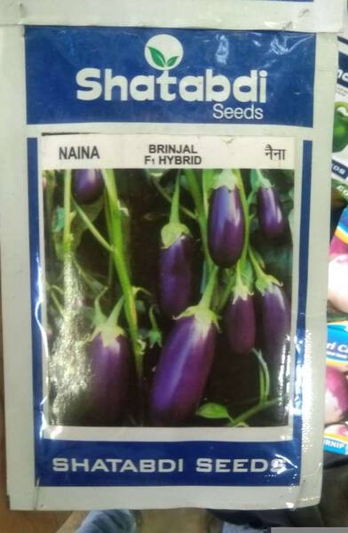 Brinjal Seed image 2
