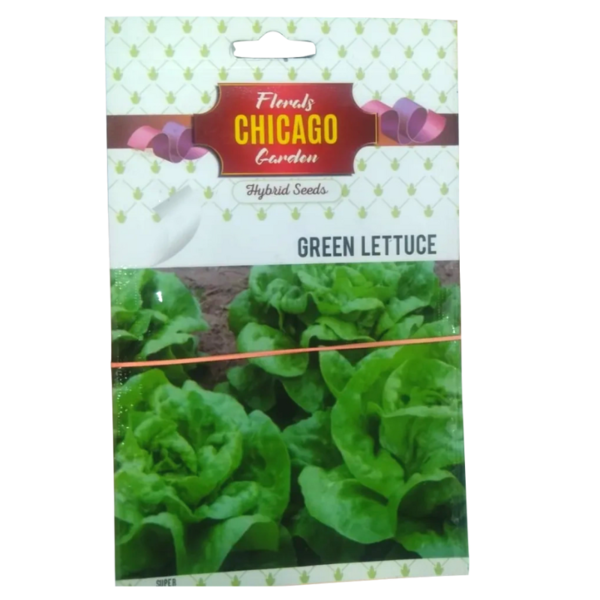 Green Lettuce Seed - Chicago