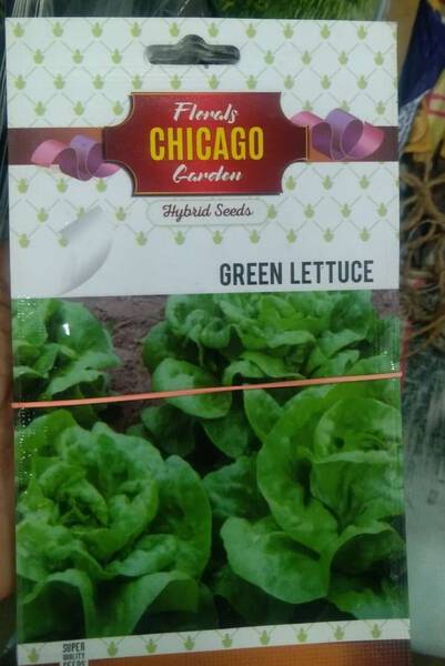 Green Lettuce Seed - Chicago
