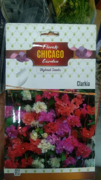Clarkia Seed - Chicago