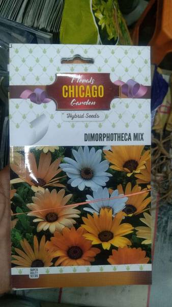 Dimorphotheca Seed - Chicago
