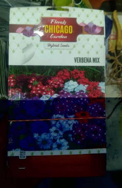 Verbena Mix Seed - Chicago