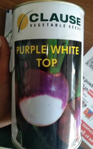 Purple White Top  - Clause
