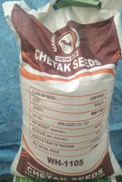 Wheat Seeds - Chetak Seeds