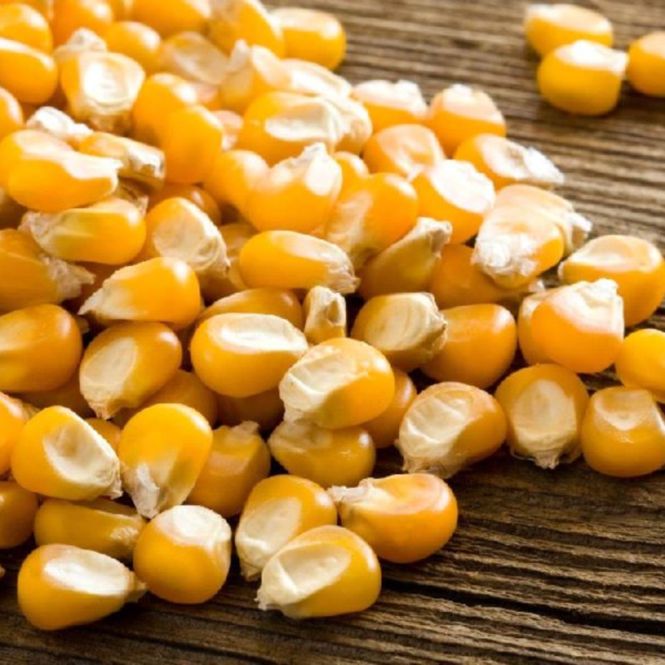 Maize seeds - Generic
