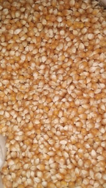 Maize seeds - Generic