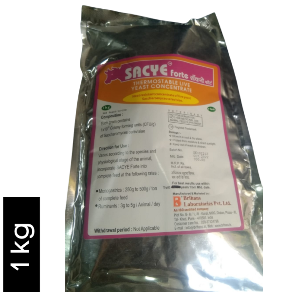 Sacye Forte-Image