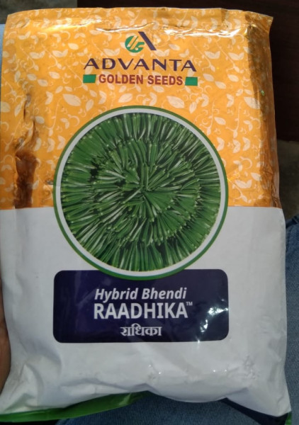 Hybrid Bhendi Raadhika image 2