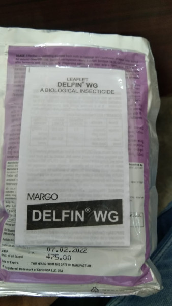 Delfin WG - Margo