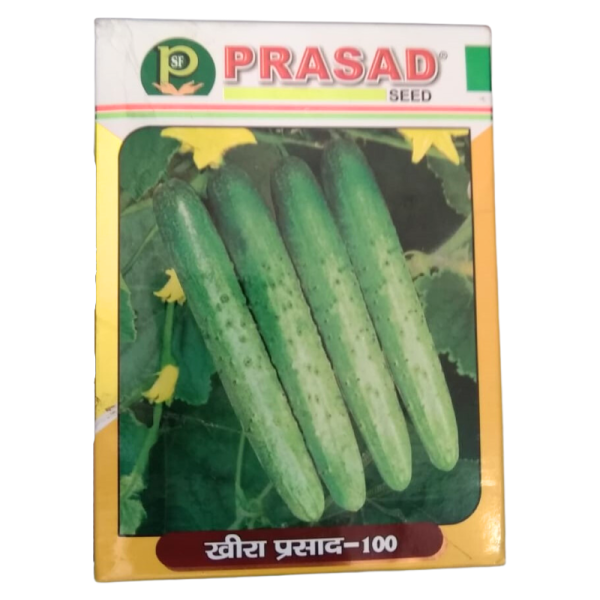 Cucumber Prasad - 100 - Prasad Seeds