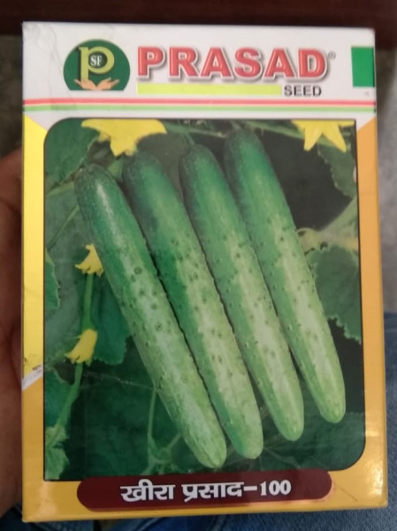 Cucumber Prasad - 100 - Prasad Seeds