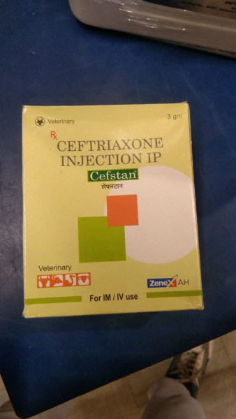 Cefstan Injection - Zenex AH