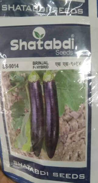 Brinjal Hybrid image 2