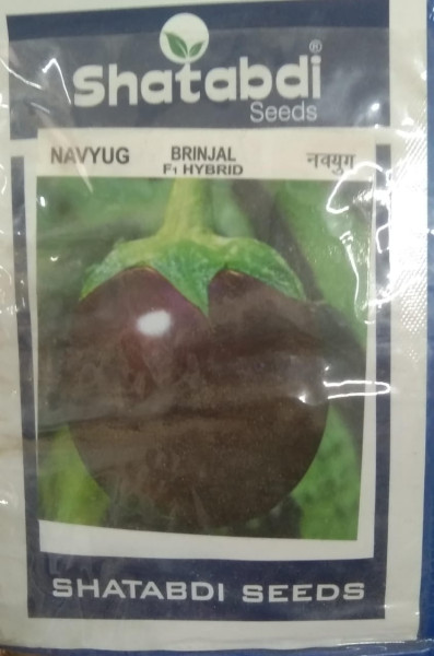 Brinjal Hybrid image 2