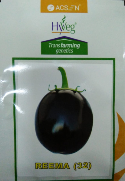 Brinjal Seed image 2