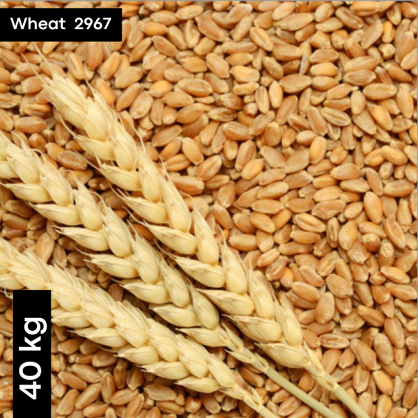 Wheat 2967 Seeds - Generic