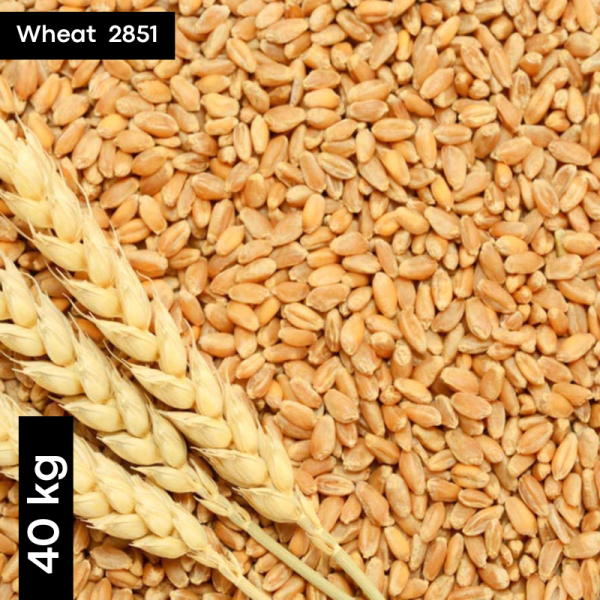 Wheat 2851 Seeds - Generic