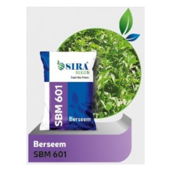 Berseem Seed Image