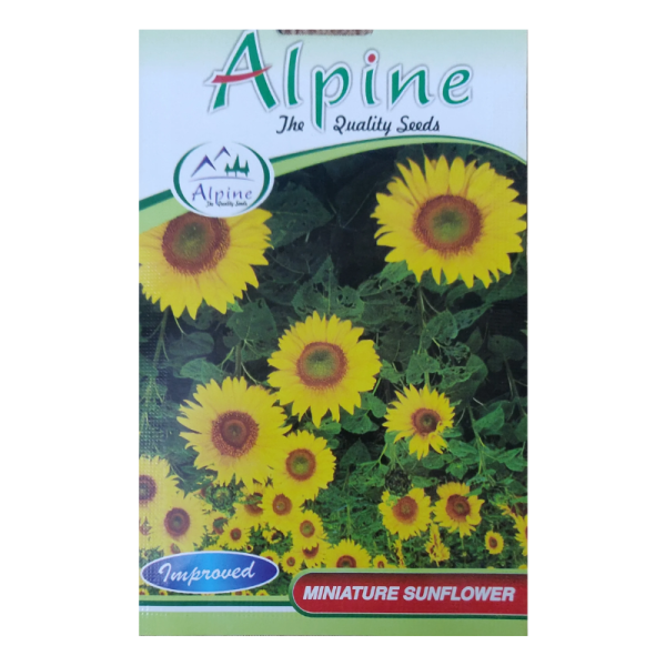 Miniature Sunflower Seeds Image
