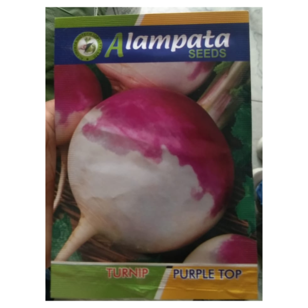 Turnip Purple Top Seeds image 2