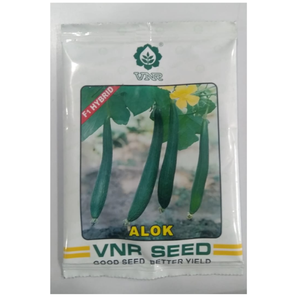 Hybrid Sponge Gourd Seeds - VNR Seed