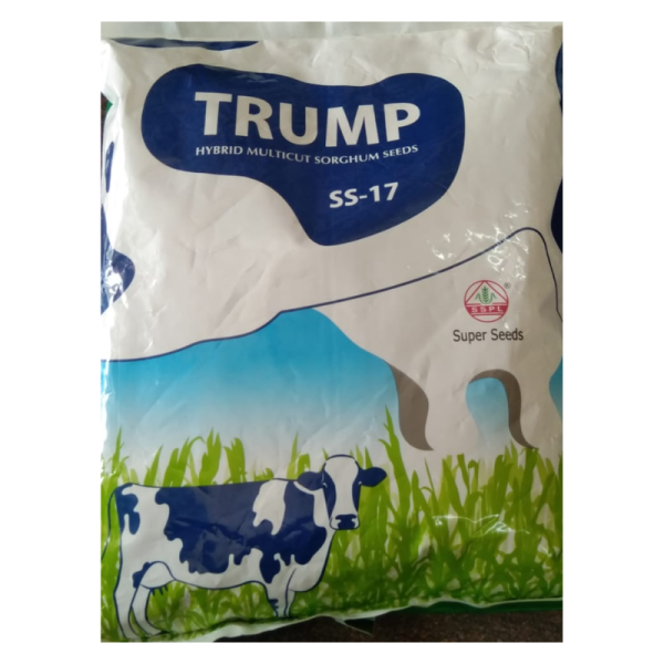 Trump Hybrid Multicut Sorghum Seeds image 2