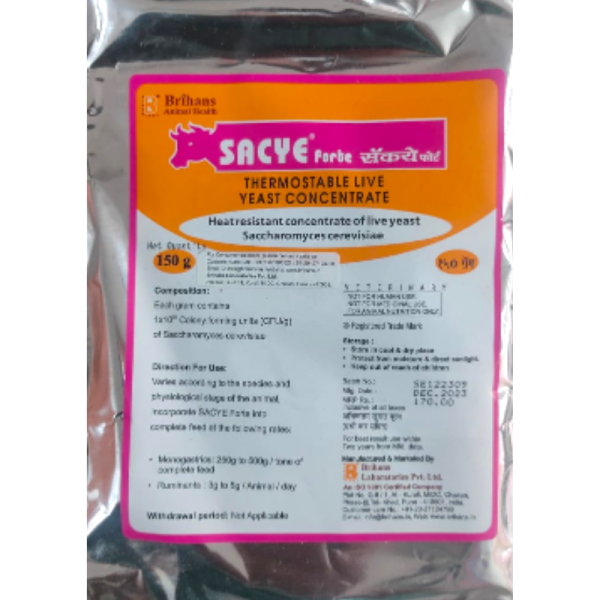Sacye Forte-Image