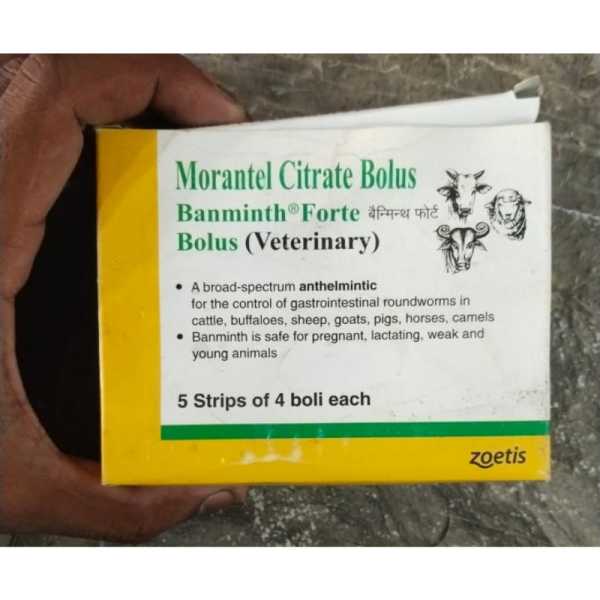 Banminth Forte Bolus - Zoetis