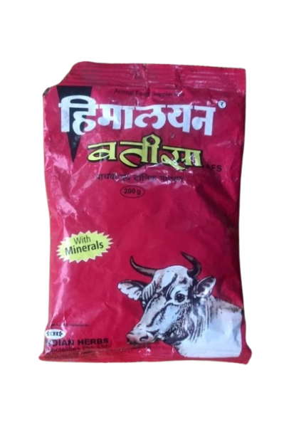 Himalayan Batisa-Image