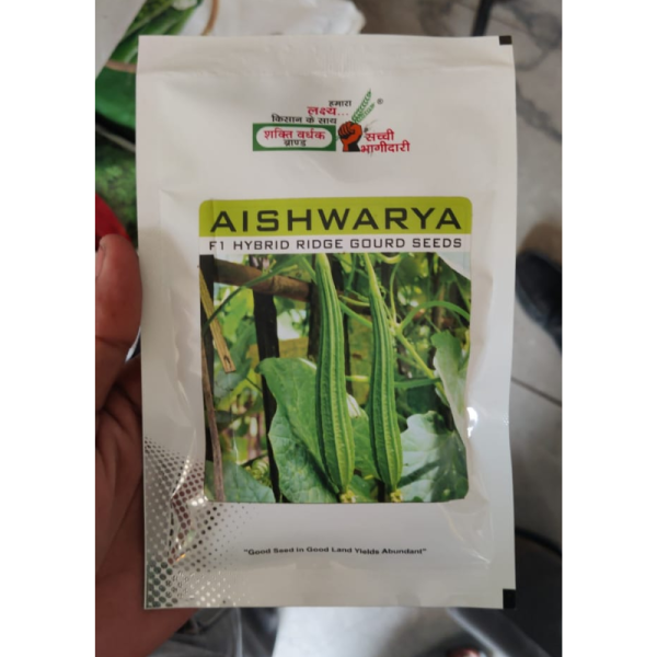 F1 Hybrid Ridge Gourd Seeds image 2