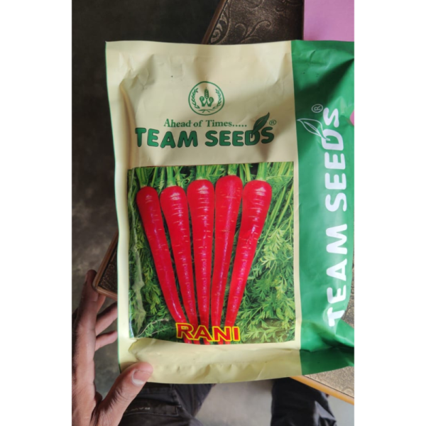 Carrot Seed image 2