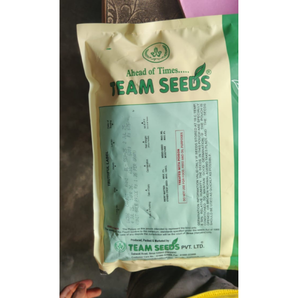 Carrot Seed image 3