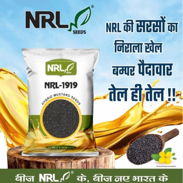 Hybrid Mustard Seed image 2