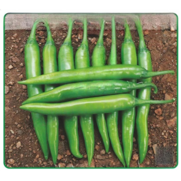 F1 Hybrid Chilli Seeds-Image
