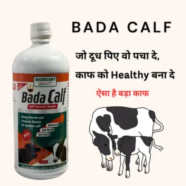 Bada Calf - BioDecent Pharma