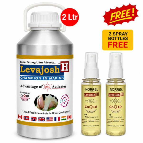 Levajosh H-Image