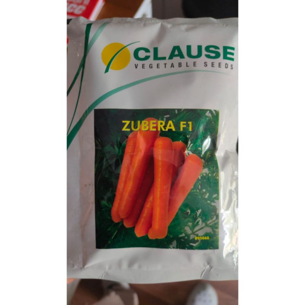 Carrot Seed image 2