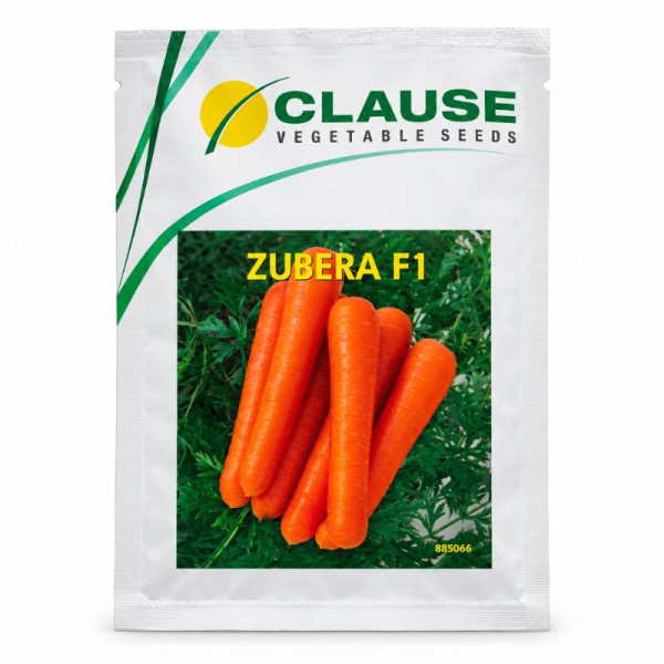 Carrot Seed-Image