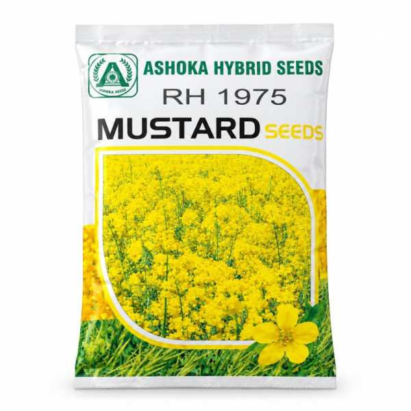 RH-1975 Mustard Seeds | Ashoka Hybrid Seeds Image