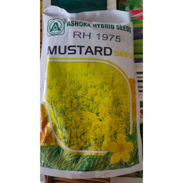 RH-1975 Mustard Seeds | Ashoka Hybrid Seeds image 2