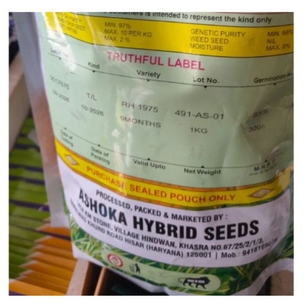 RH-1975 Mustard Seeds | Ashoka Hybrid Seeds image 4